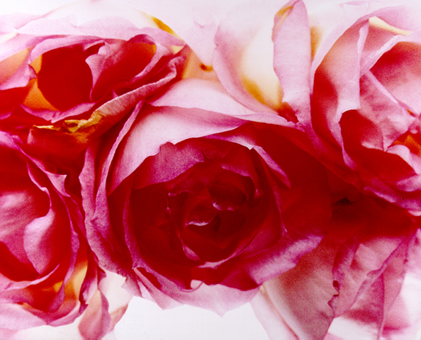 Rosas, 1993