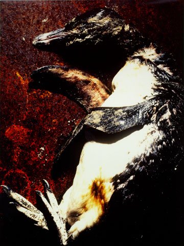 Marinhas, 1992*